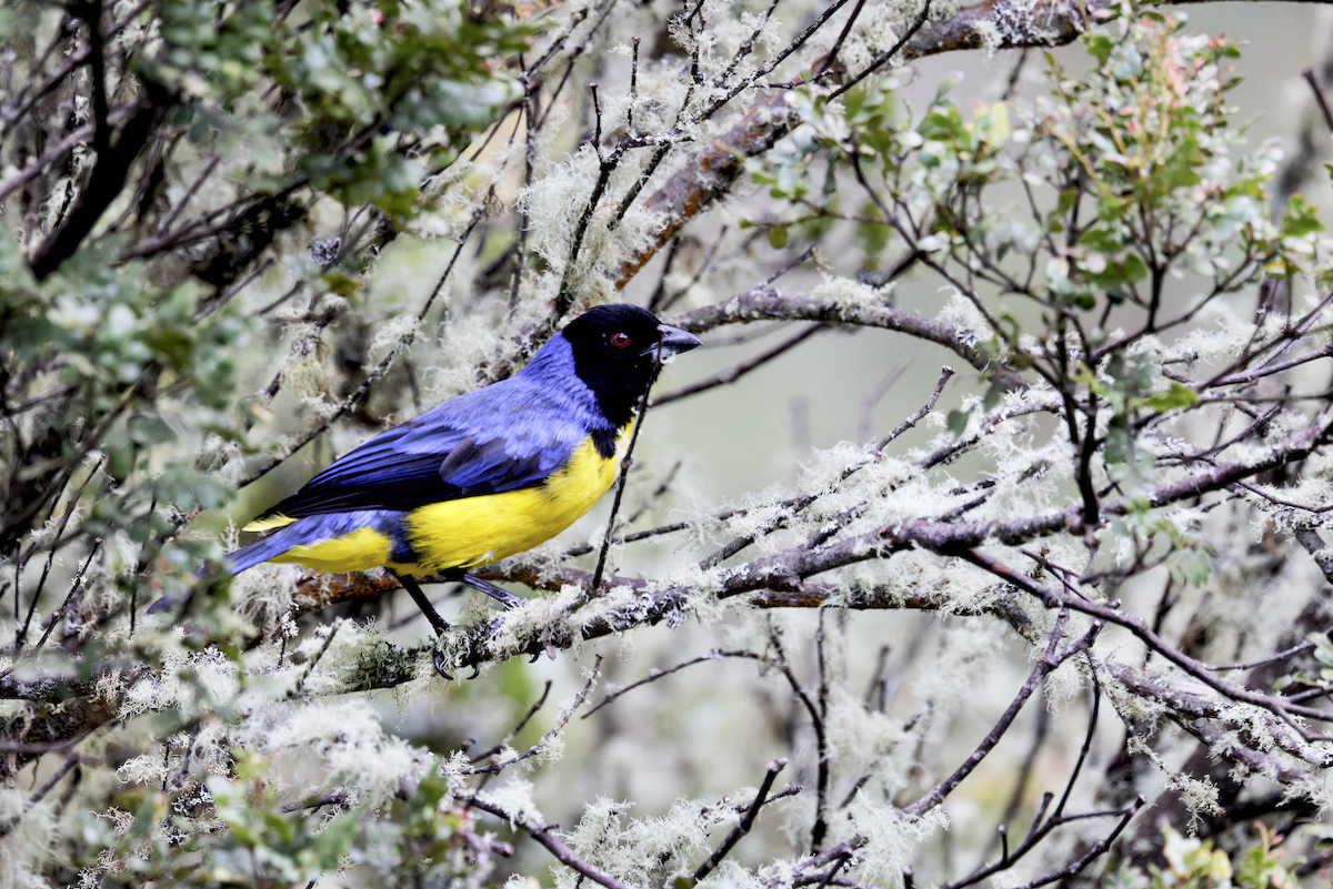Hooded Mountain Tanager - ML644425948