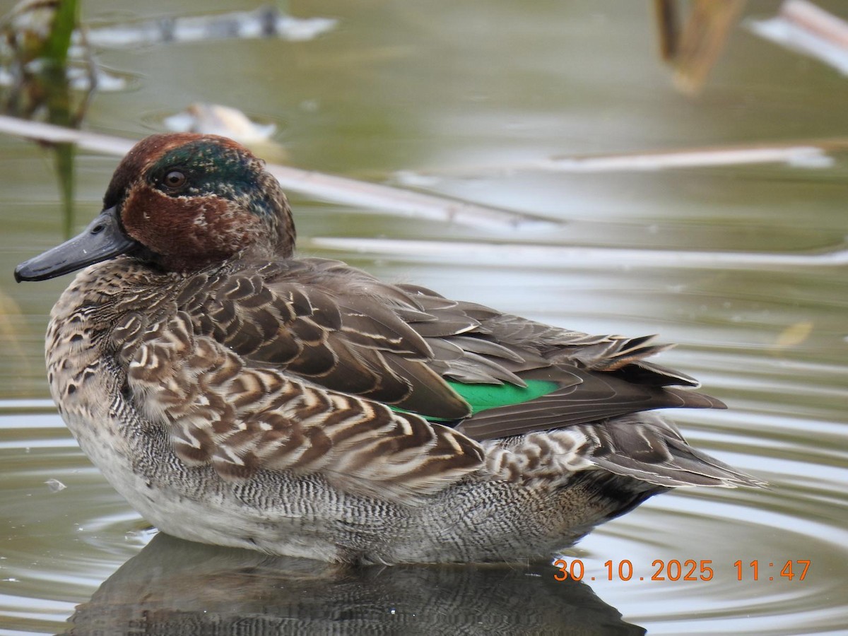 Green-winged Teal (Eurasian) - ML644425950