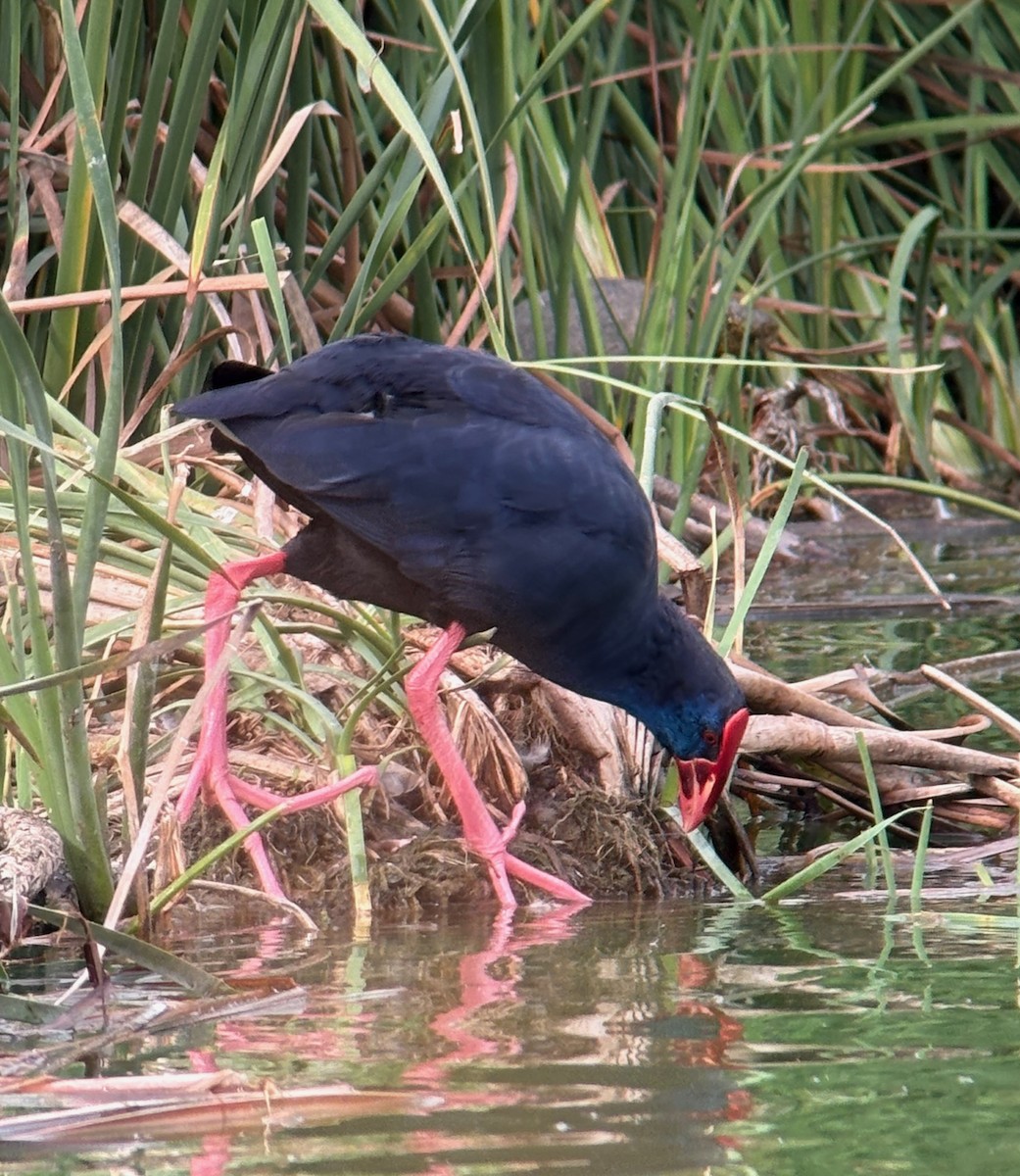 セイケイ - ML644425951