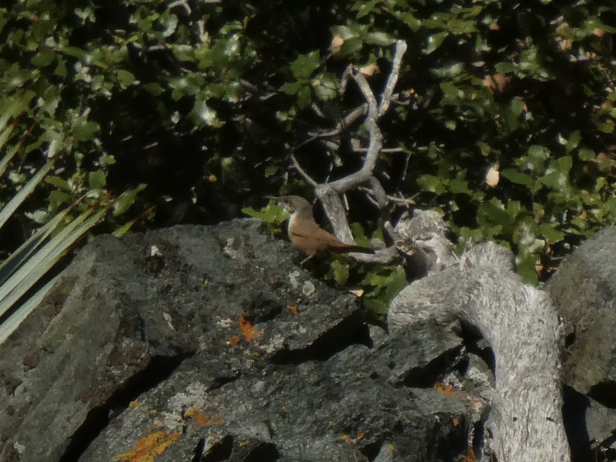 Schluchtenzaunkönig - ML644425952