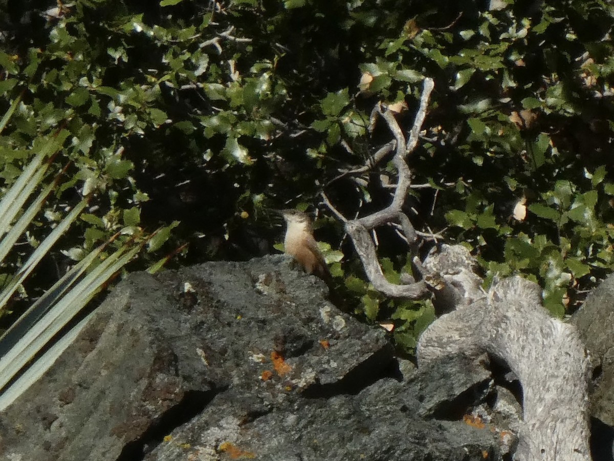 Schluchtenzaunkönig - ML644425953