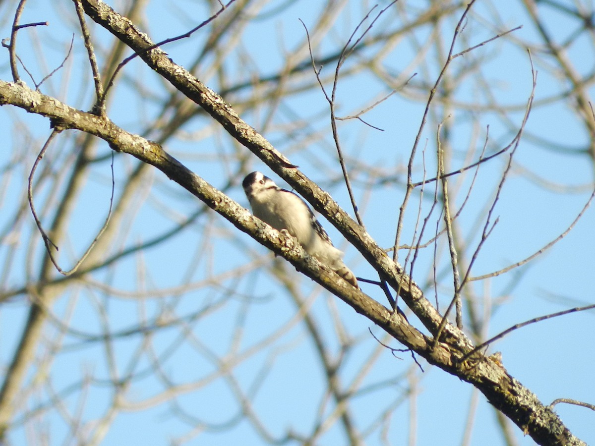 Downy Woodpecker - ML644425955