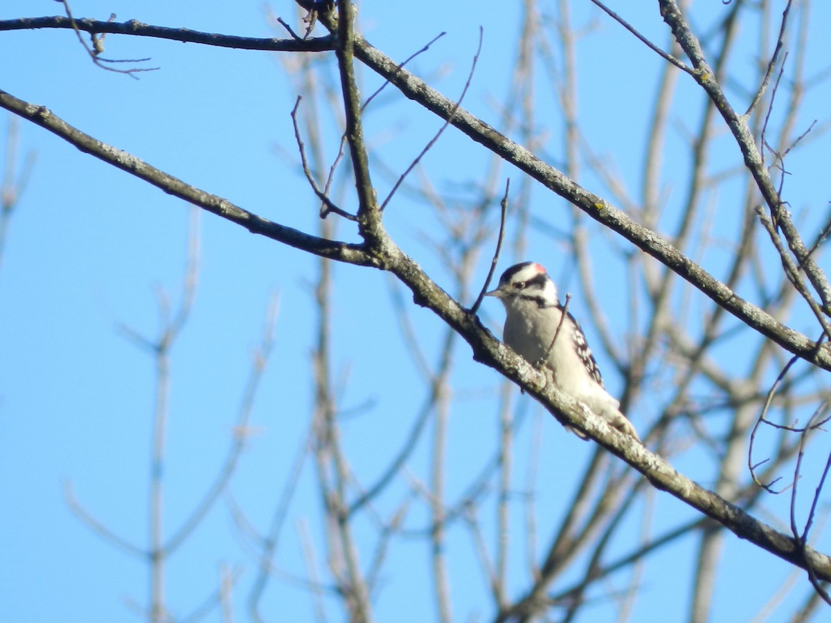 Downy Woodpecker - ML644425957