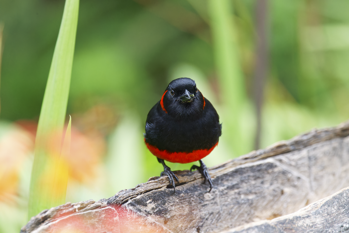 Scarlet-bellied Mountain Tanager - ML644425961