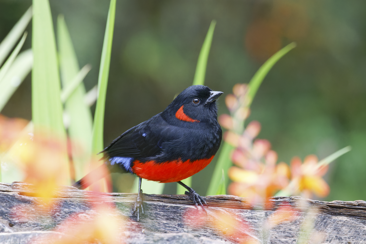 Scarlet-bellied Mountain Tanager - ML644425962