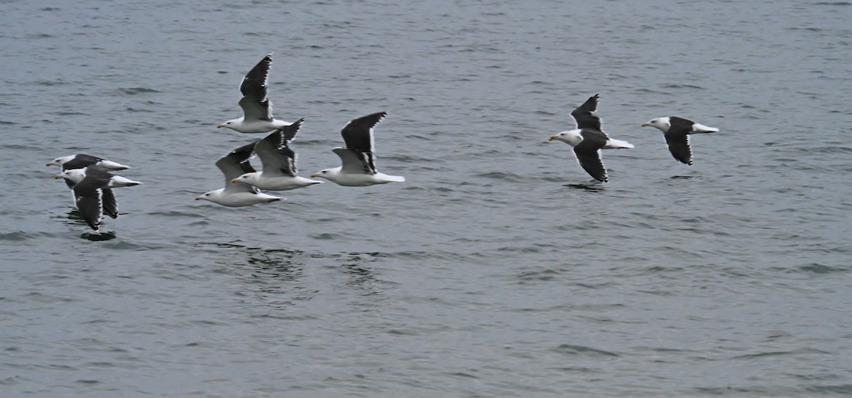 Great Black-backed Gull - ML644425968