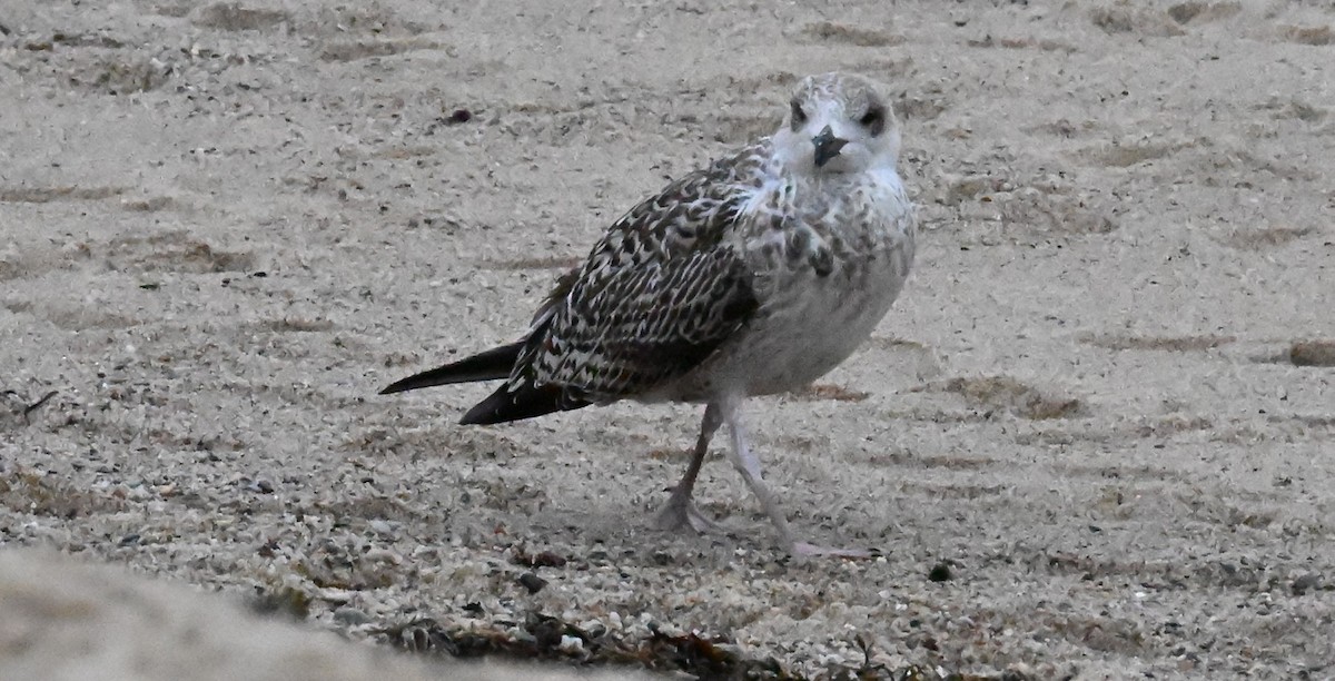 Great Black-backed Gull - ML644425969
