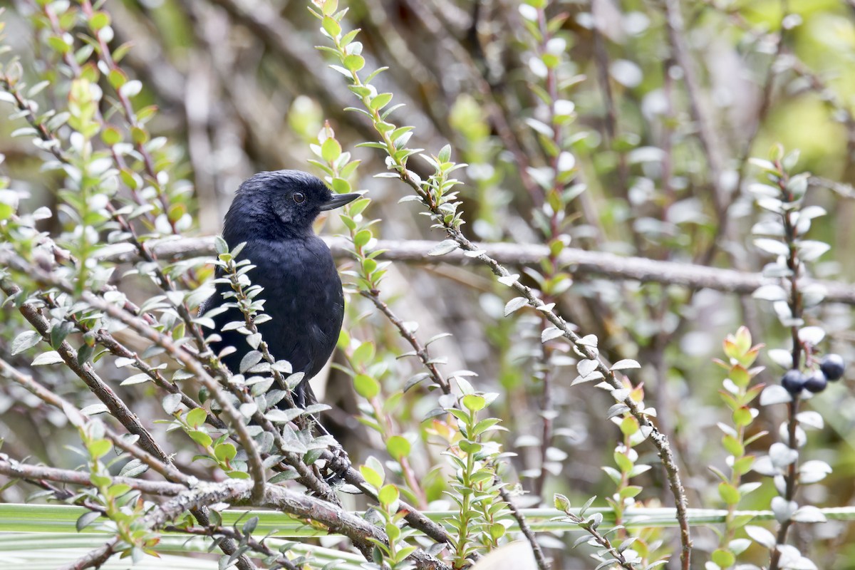 Glossy Flowerpiercer - ML644425978