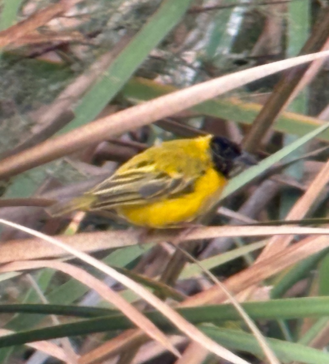 Black-headed Weaver - ML644425979