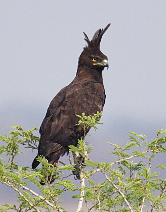 Long-crested Eagle - ML644425980