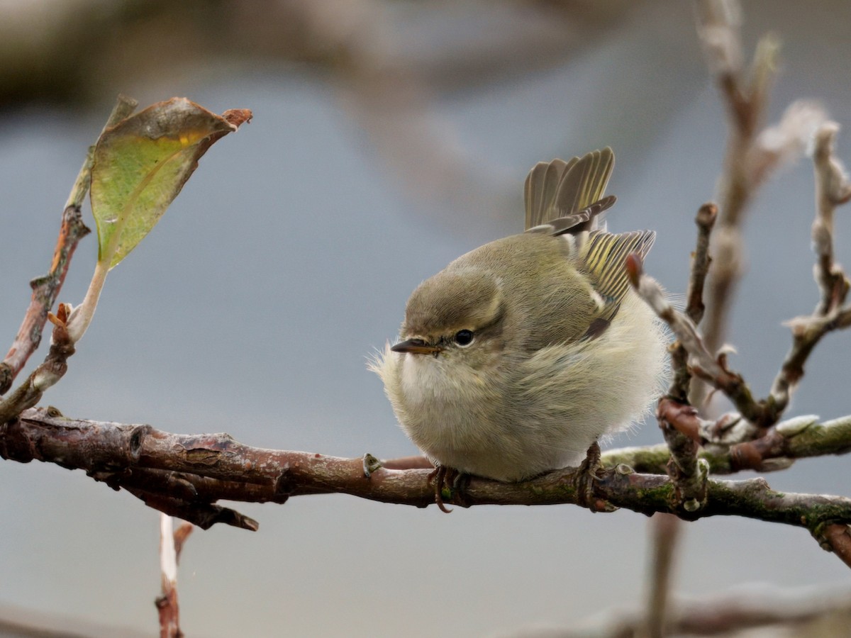 Хүмей дууч шувуу - ML644425994