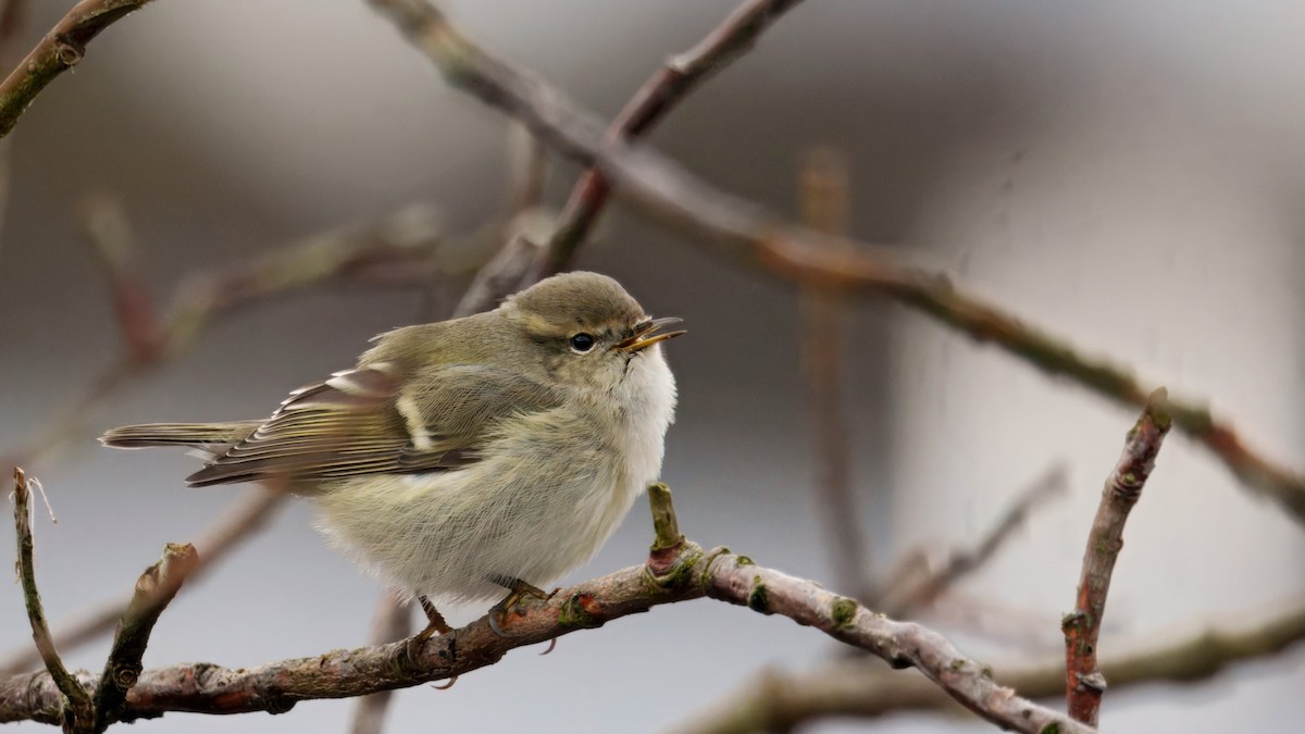 Хүмей дууч шувуу - ML644425995