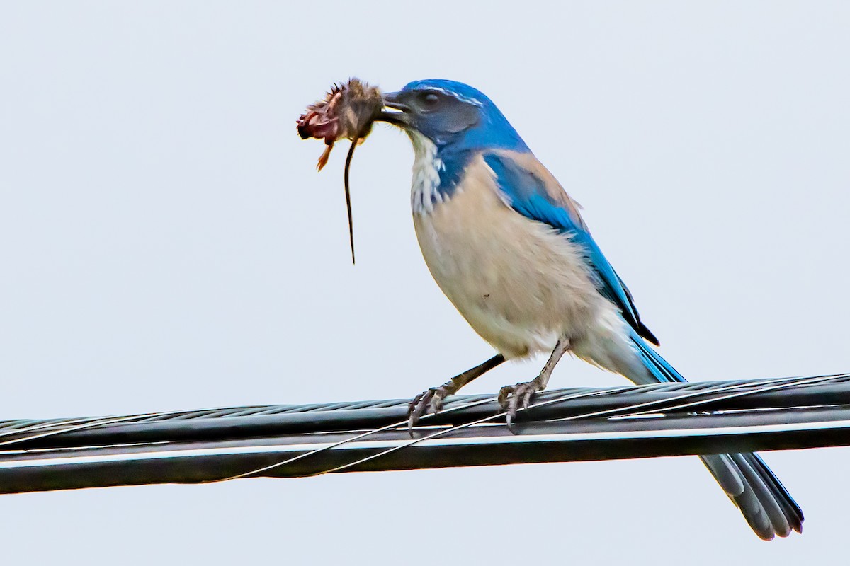 California Scrub-Jay - ML644426000