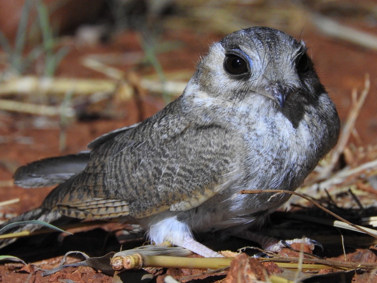 Australian Owlet-nightjar - ML644426006
