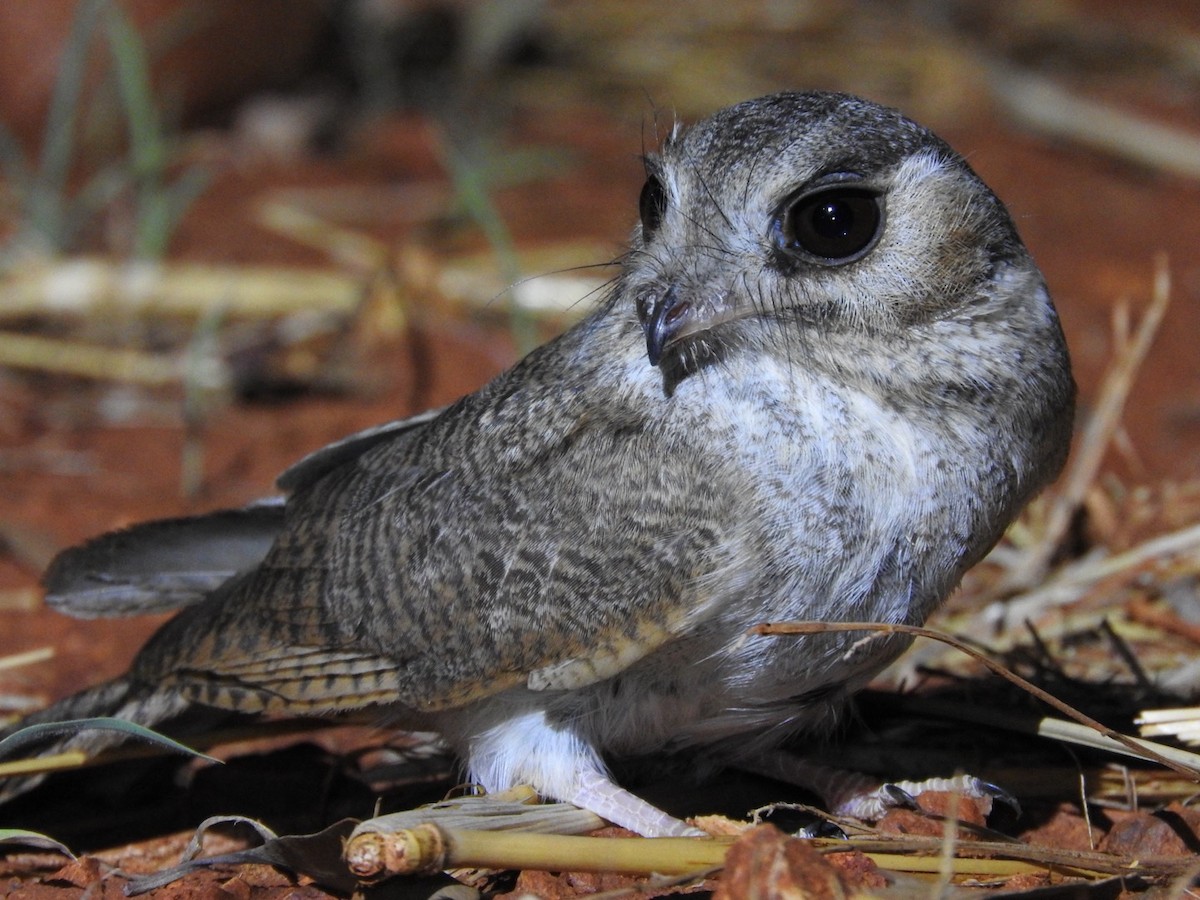 Australian Owlet-nightjar - ML644426007