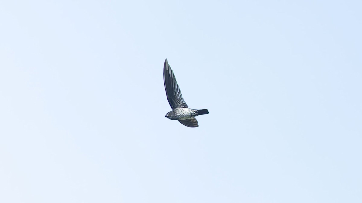 Plume-toed Swiftlet - ML644426008