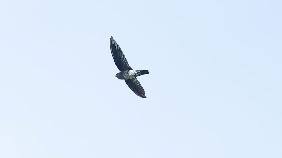 Plume-toed Swiftlet - ML644426009