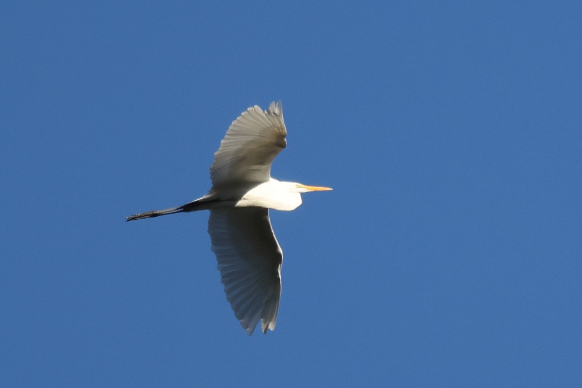 Цасч дэглий - ML644426012