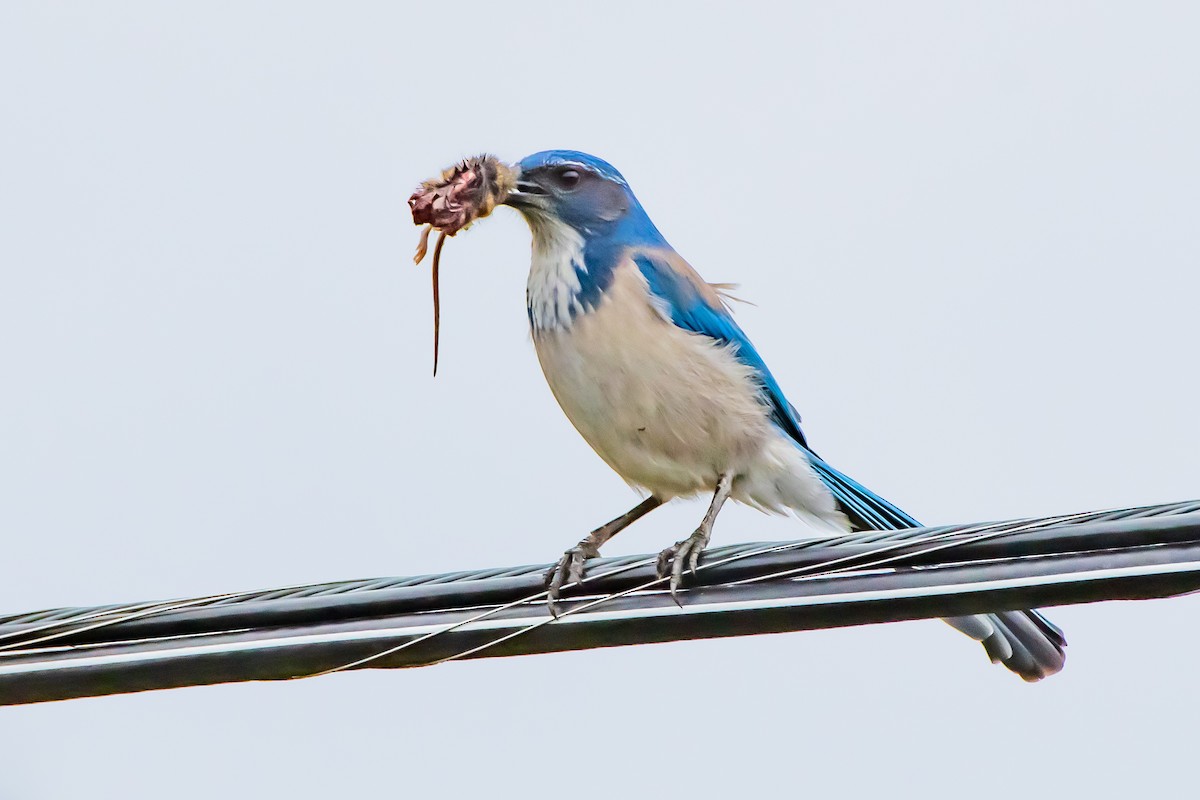 California Scrub-Jay - ML644426013