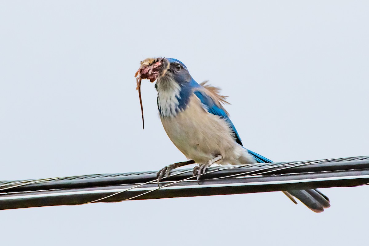 California Scrub-Jay - ML644426014