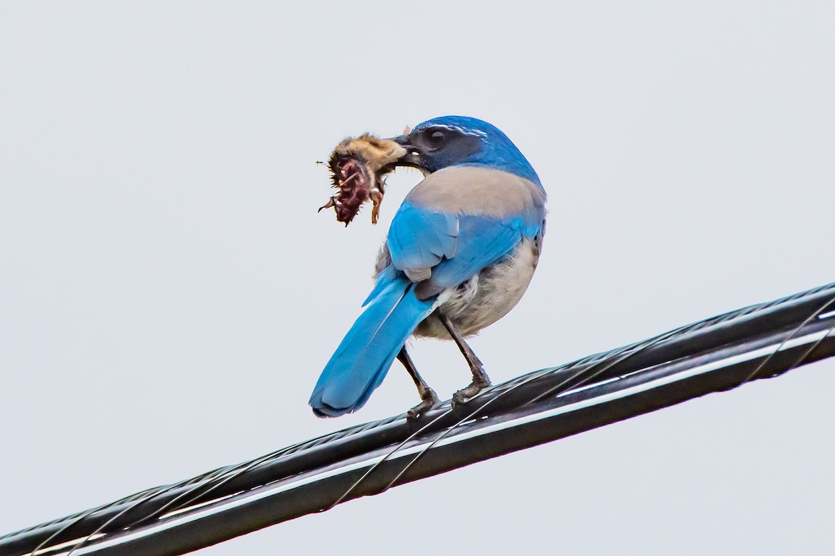 California Scrub-Jay - ML644426015