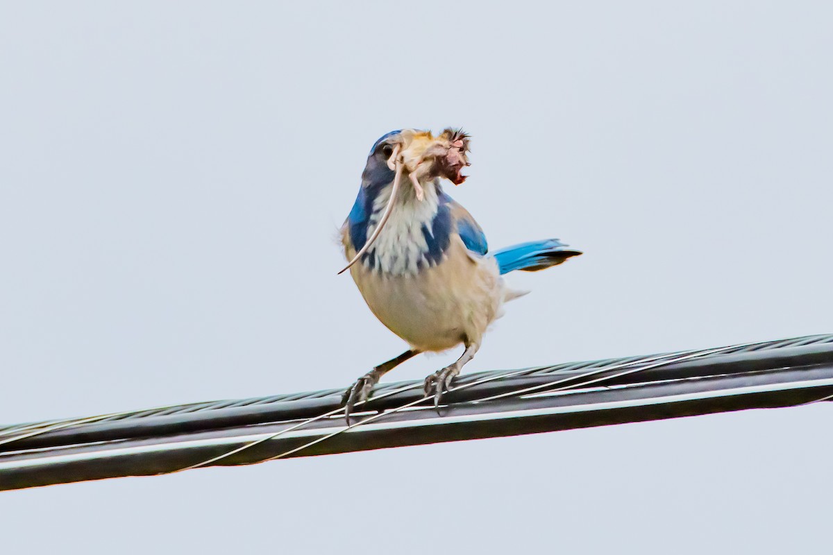 California Scrub-Jay - ML644426016