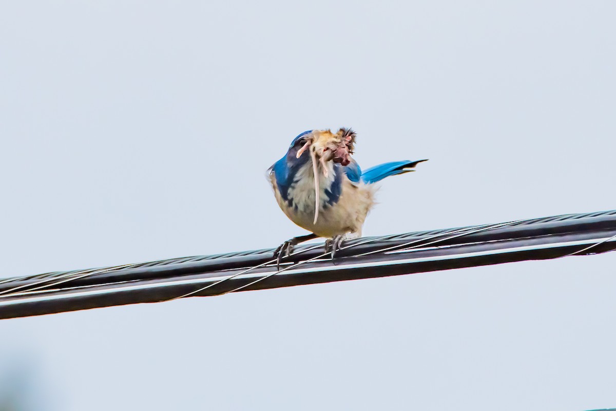 California Scrub-Jay - ML644426017