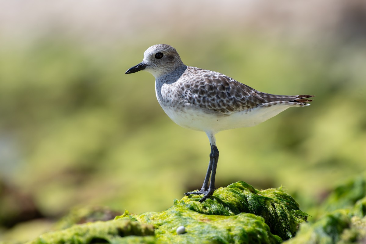 灰斑鴴 - ML644426023