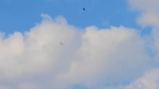 Poiana codarossa - ML644426032