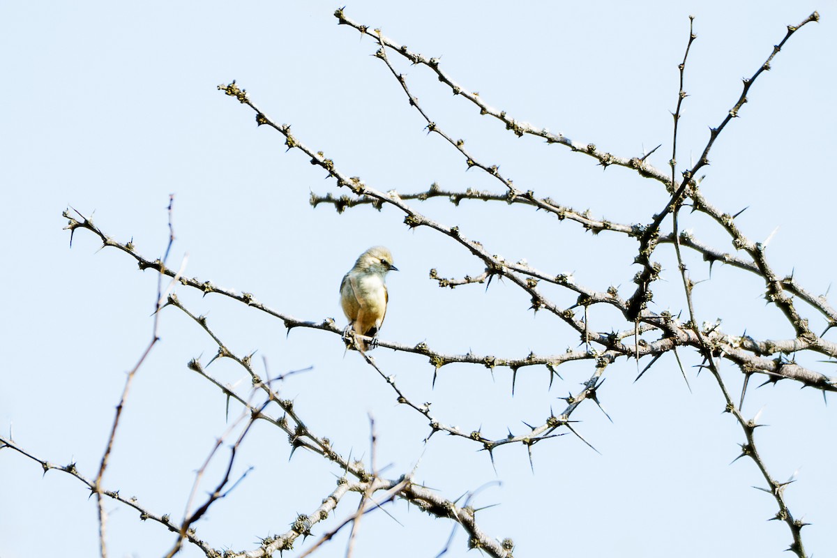 African Penduline-Tit - ML644426041