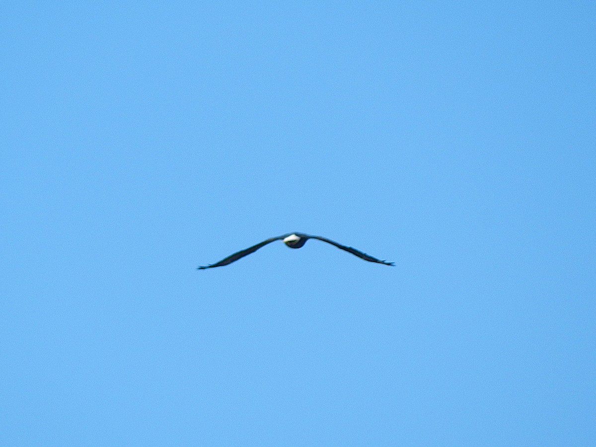 Bald Eagle - ML644426042