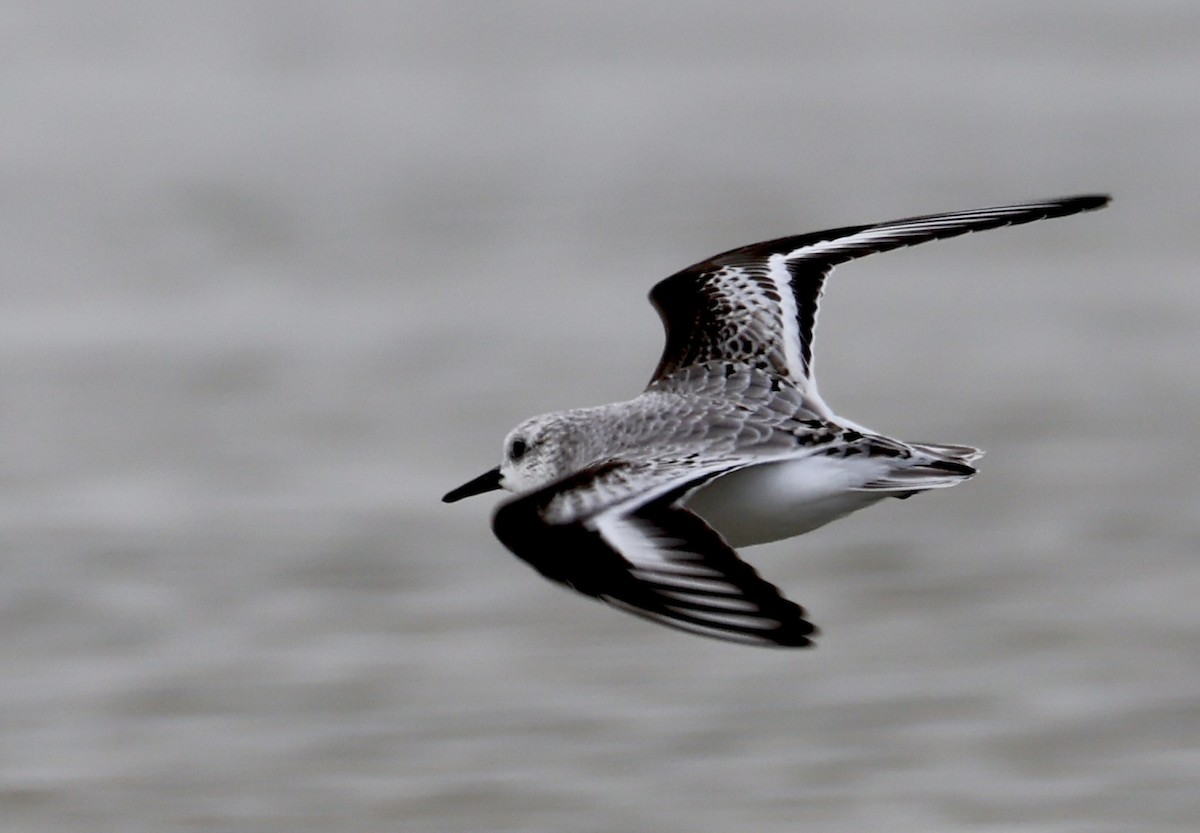 Sanderling - ML644426053