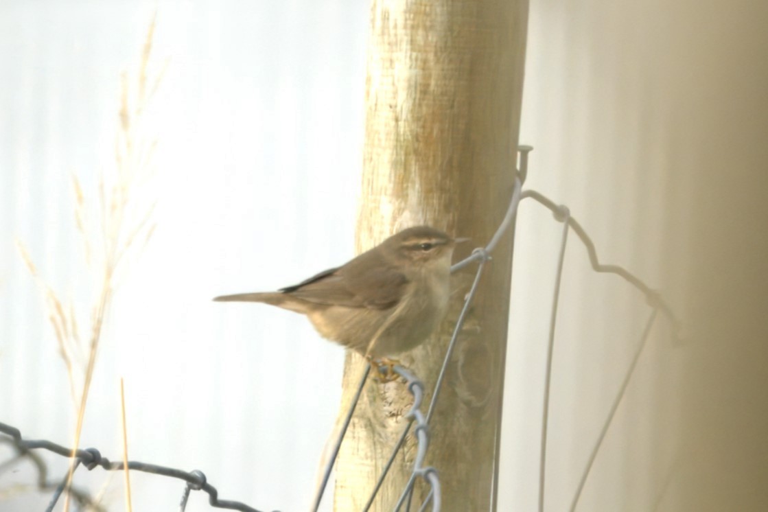 Dusky Warbler - ML644426056