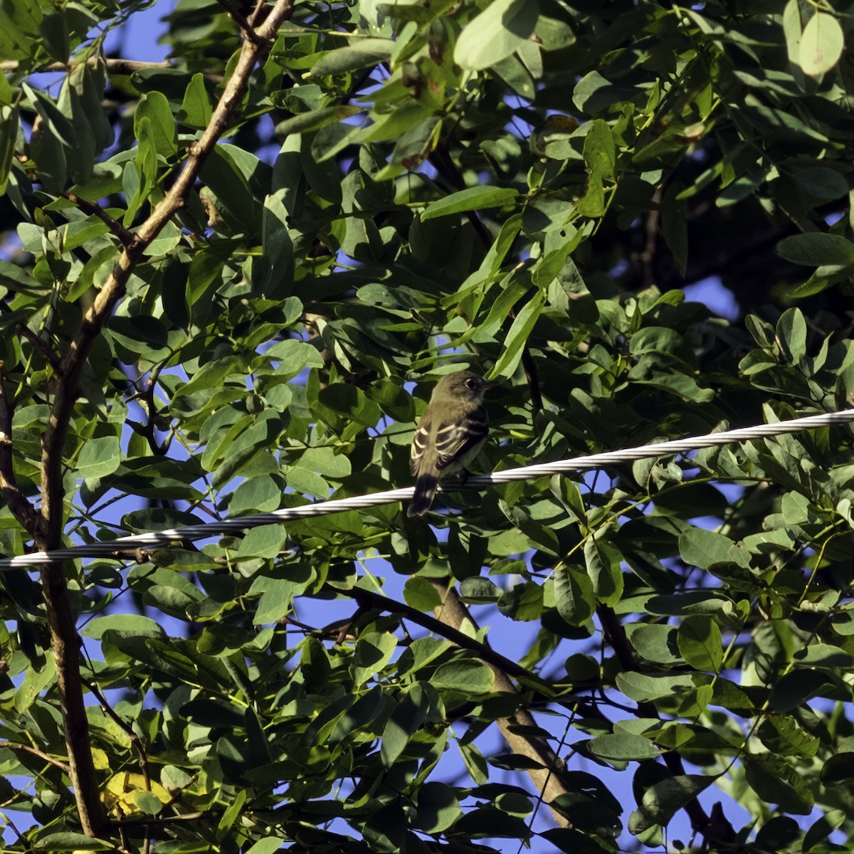 Acadian Flycatcher - ML644426059