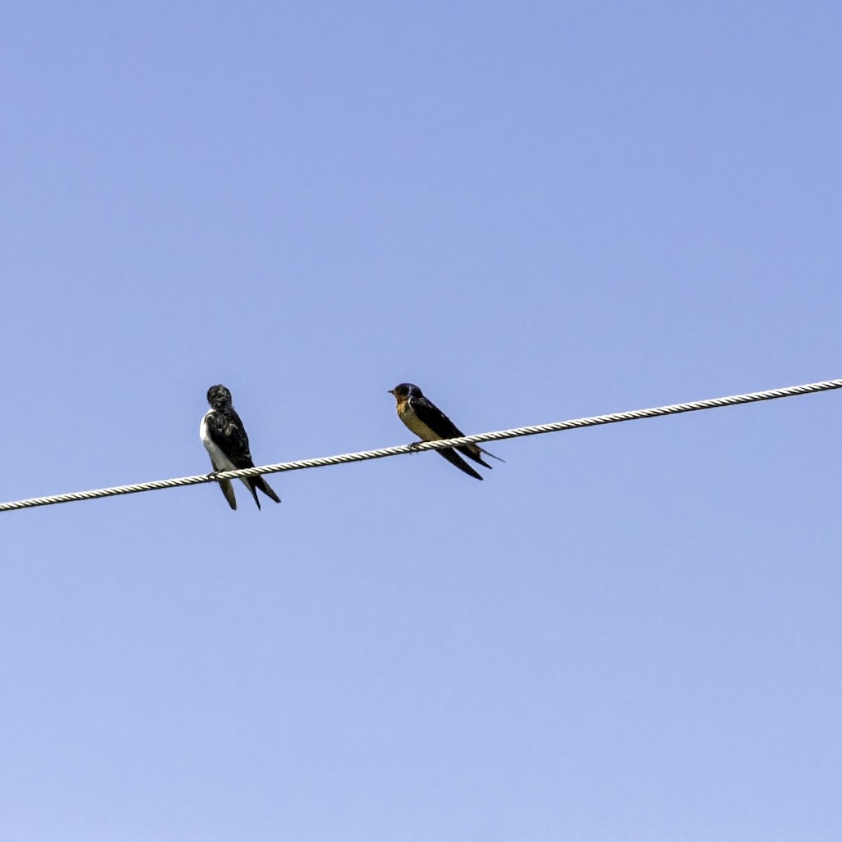 vlaštovka obecná - ML644426068