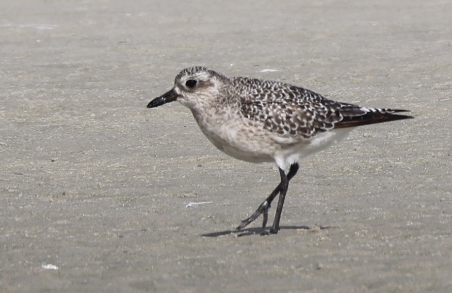 灰斑鴴 - ML644426072