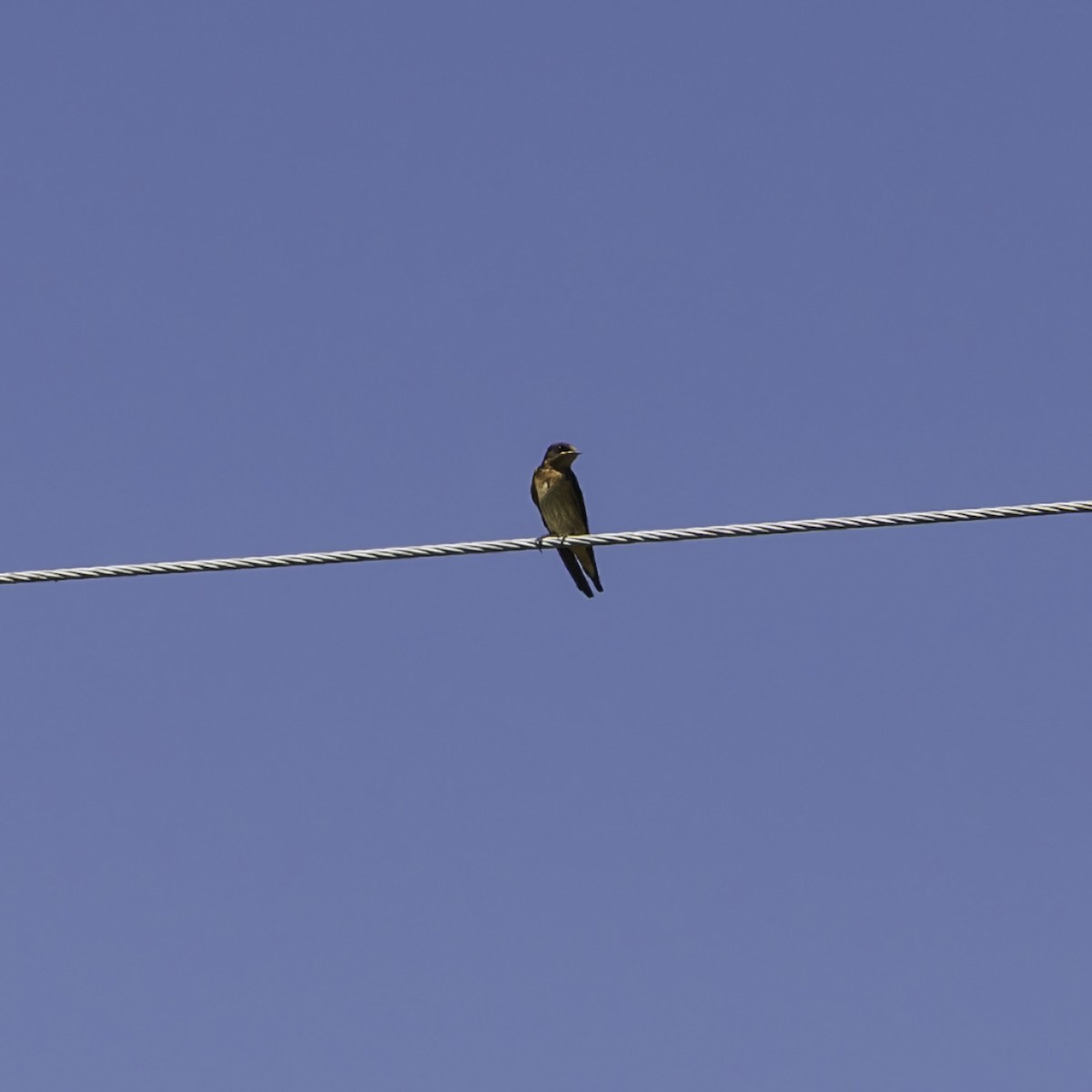 vlaštovka obecná - ML644426073