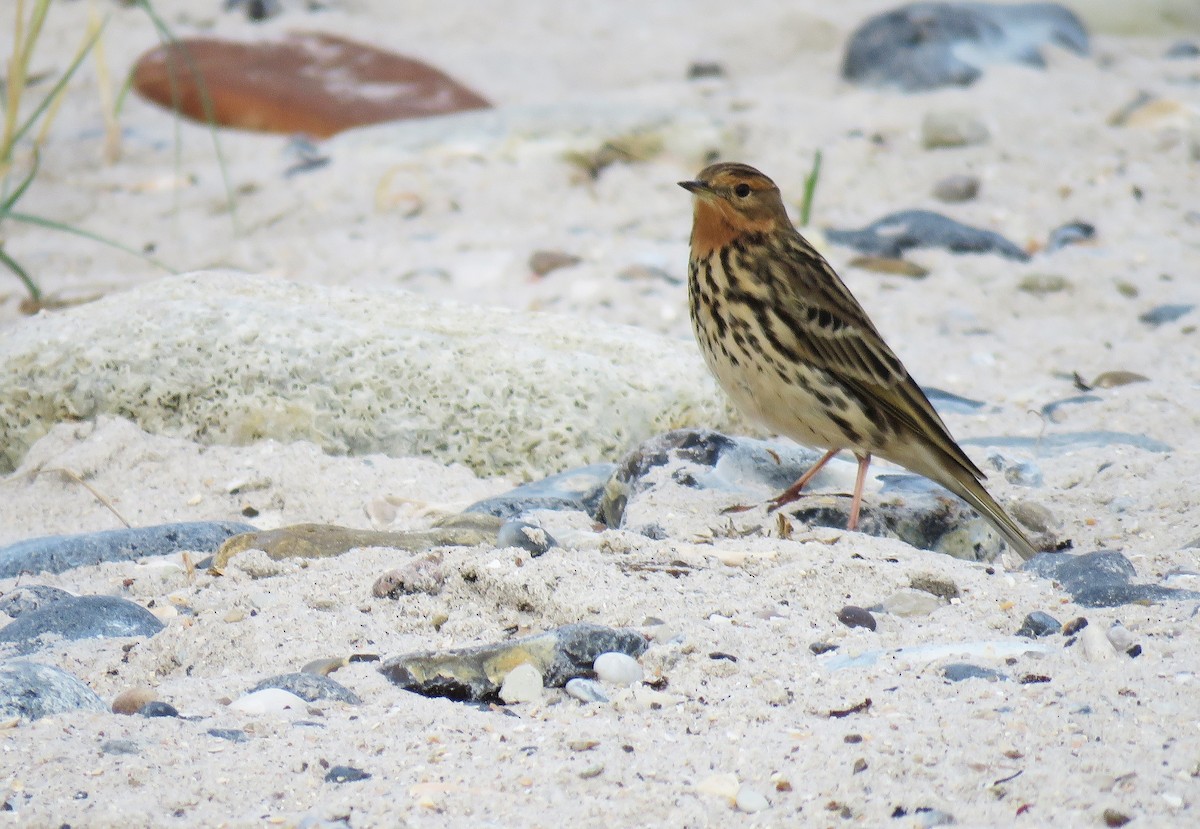 赤喉鷚 - ML644426094