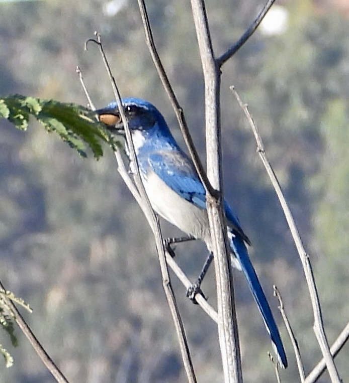 California Scrub-Jay - ML644426097