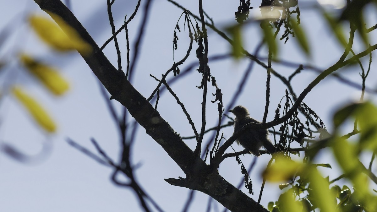 ימימן אמריקני - ML644426099