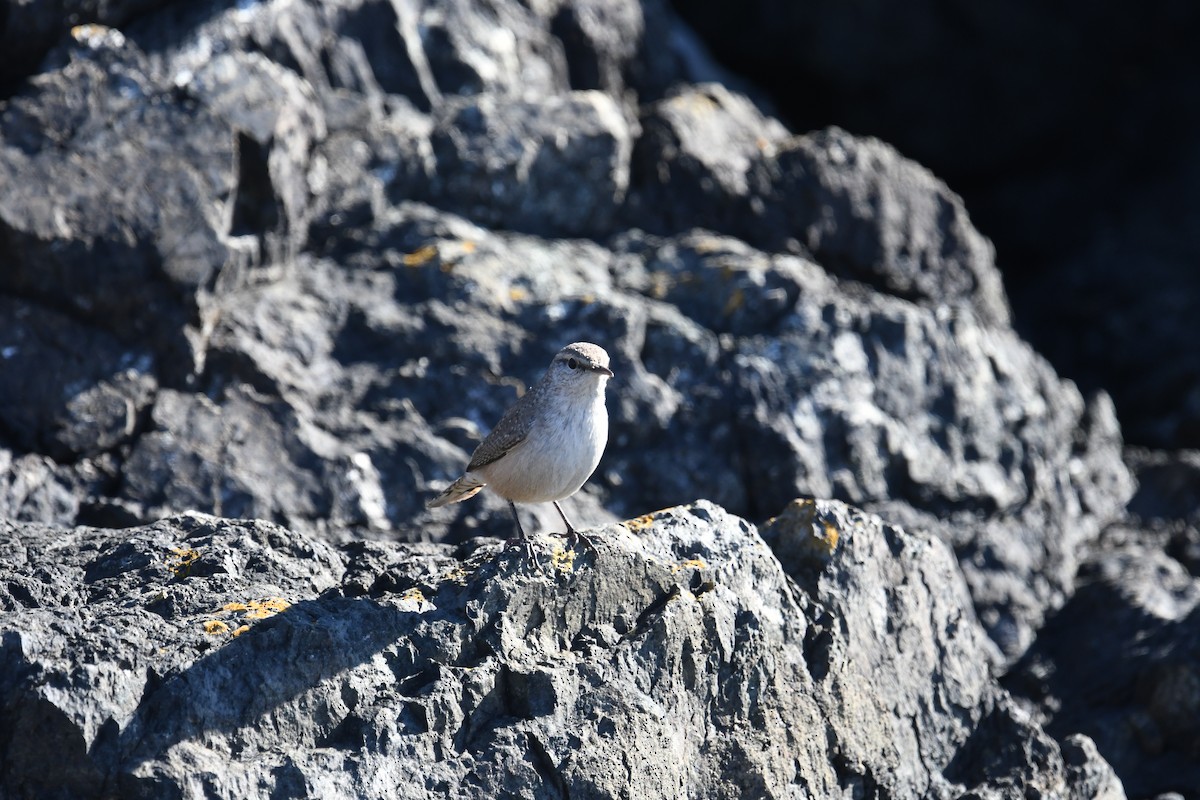Rock Wren - ML644426101