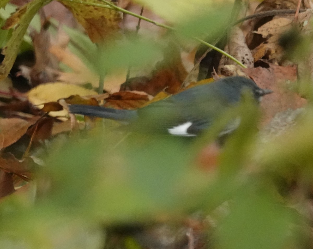 Black-throated Blue Warbler - ML644426102