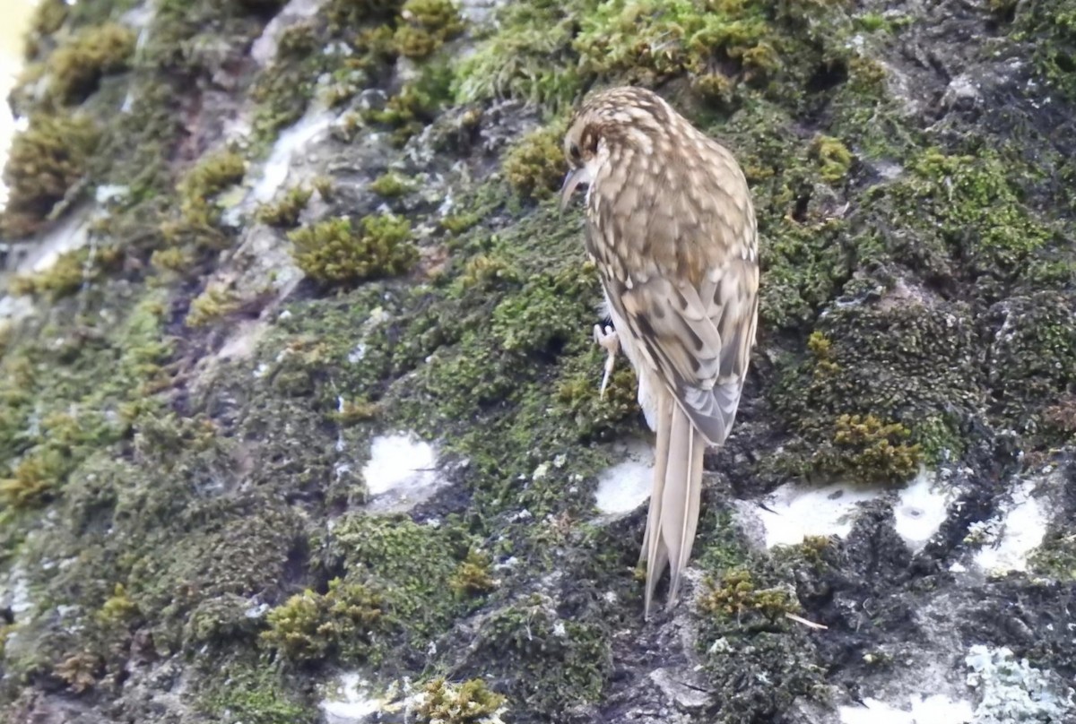 Хөвчийн бялзуумар - ML644426109