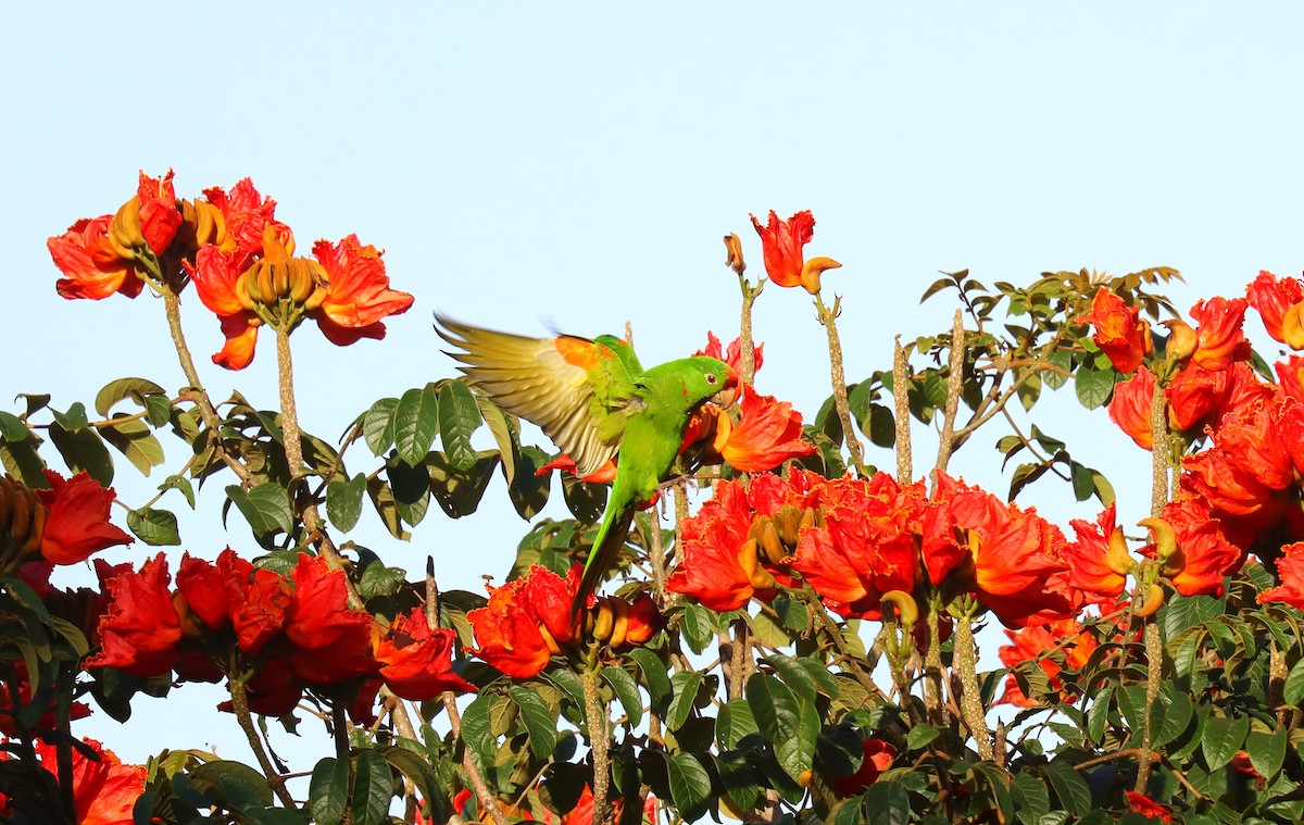 Conure de Finsch - ML644426132