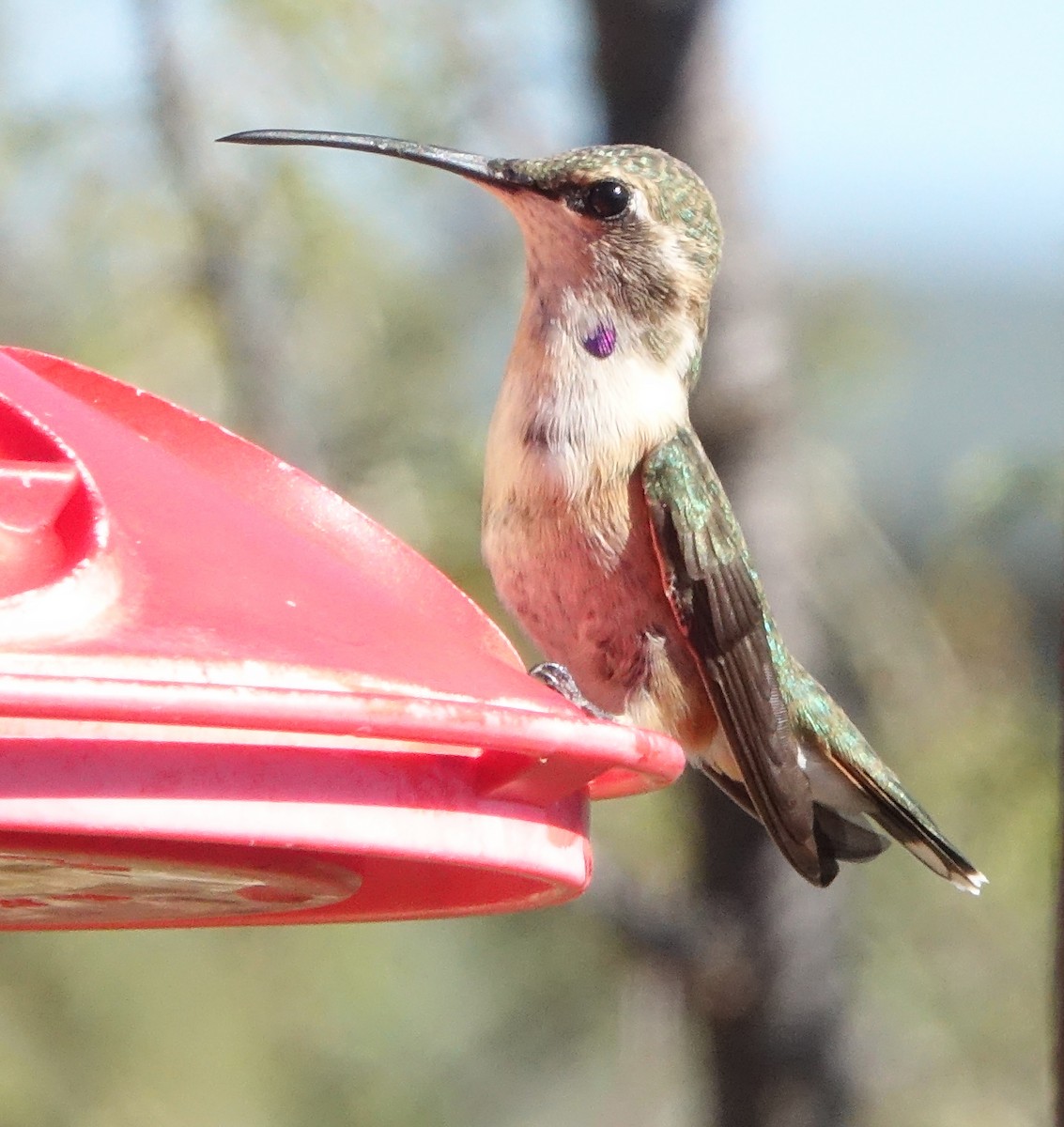 Lucifer Hummingbird - ML644426134