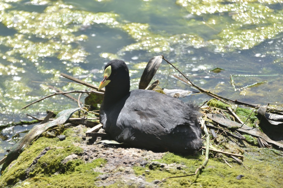Foulque à jarretières - ML644426135