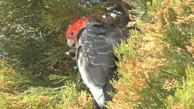 Gang-gang Cockatoo - ML644426161