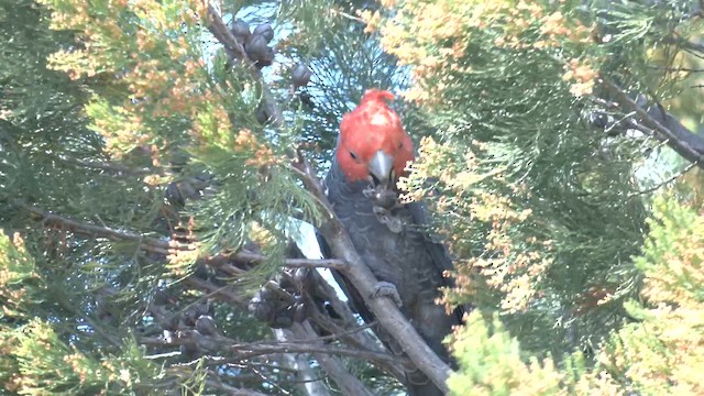 Gang-gang Cockatoo - ML644426170