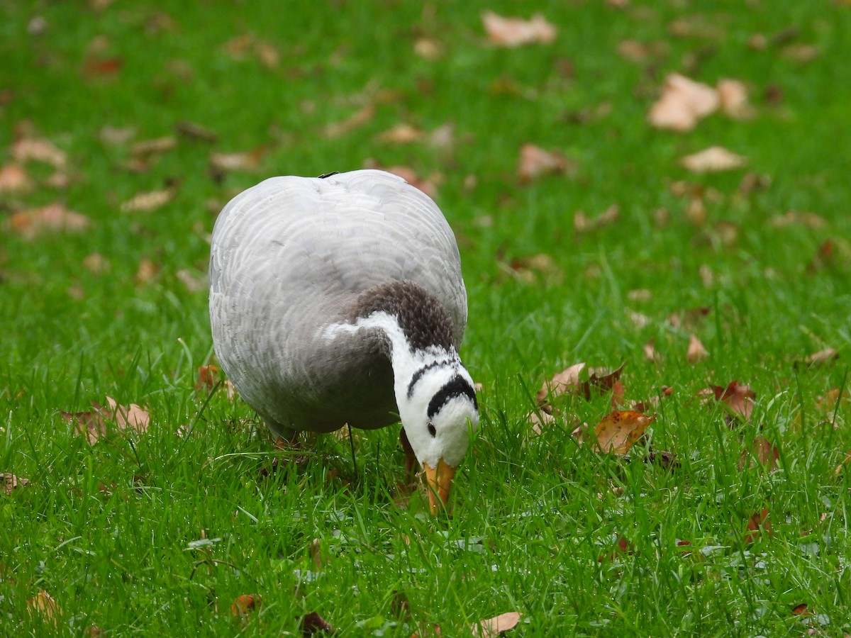 Гуска гірська - ML644426173