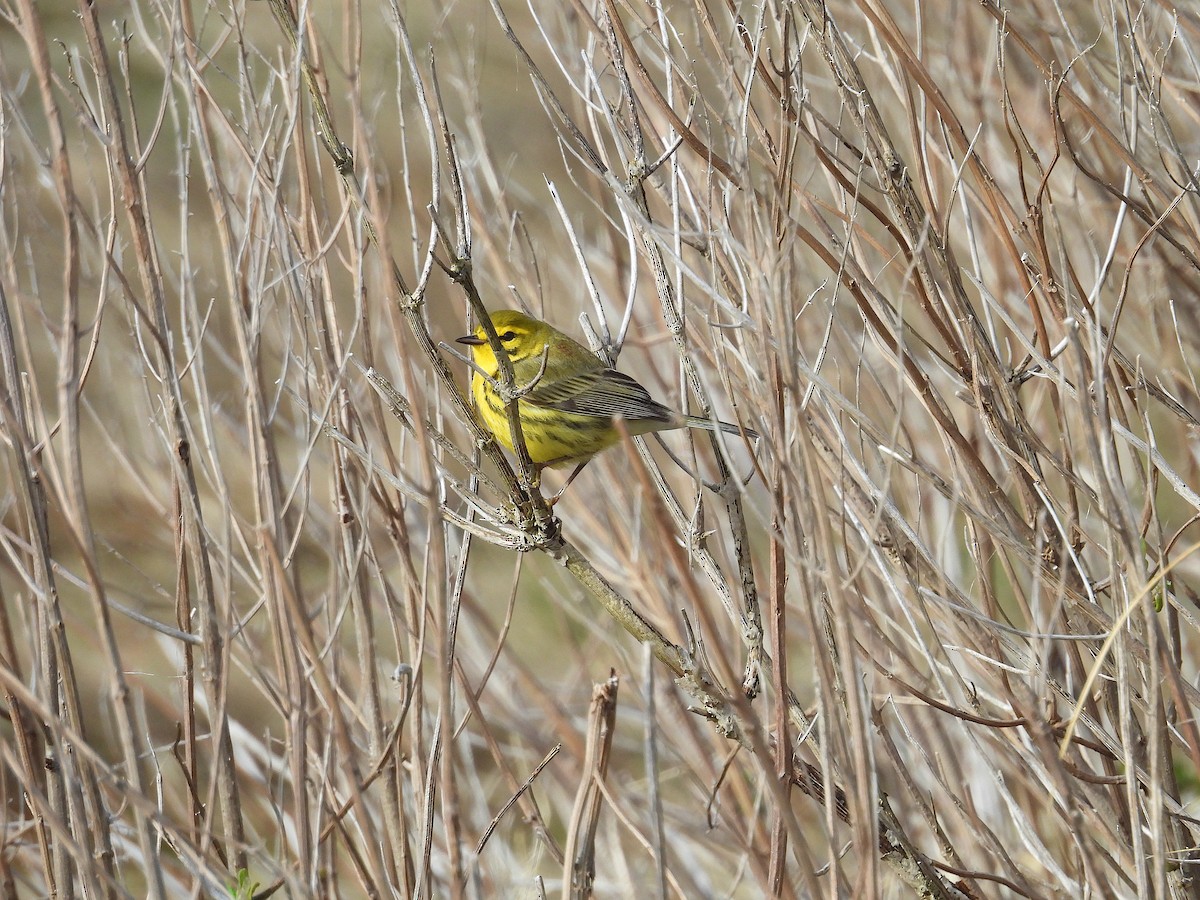 Paruline des prés - ML644426179